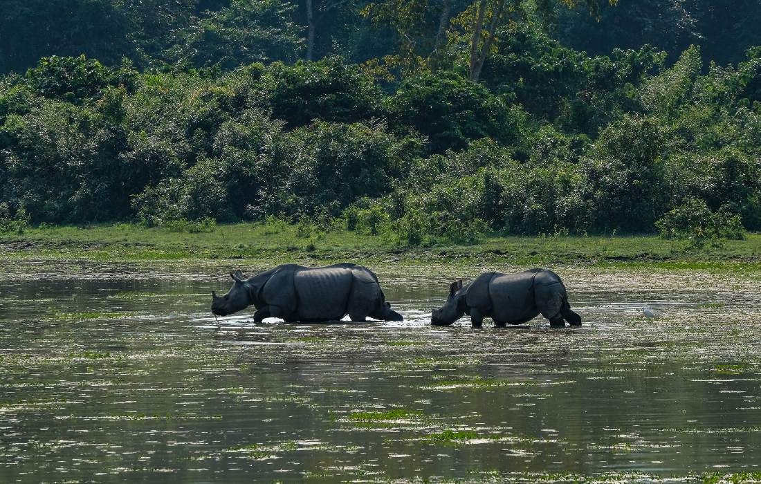  Kaziranga National Park Jeep Safari